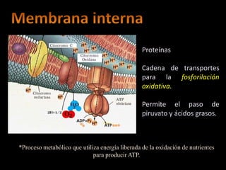 Proteínas

                                                 Cadena de transportes
                                                 para la fosforilación
                                                 oxidativa.

                                                 Permite el paso de
                                                 piruvato y ácidos grasos.



*Proceso metabólico que utiliza energía liberada de la oxidación de nutrientes
                             para producir ATP.
 