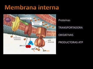 Proteínas

TRANSPORTADORA

OXIDATIVAS

PRODUCTORAS ATP
 