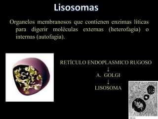 Organelos membranosos que contienen enzimas líticas
  para digerir moléculas externas (heterofagia) o
  internas (autofagia).



                  RETÍCULO ENDOPLASMICO RUGOSO
                                 ↓
                             A. GOLGI
                                 ↓
                             LISOSOMA
 