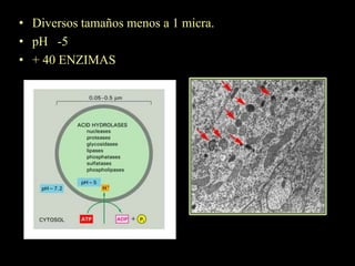 • Diversos tamaños menos a 1 micra.
• pH -5
• + 40 ENZIMAS
 