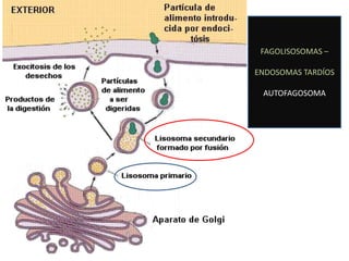 FAGOLISOSOMAS –

ENDOSOMAS TARDÍOS

 AUTOFAGOSOMA
 