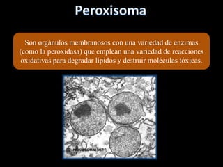 Son orgánulos membranosos con una variedad de enzimas
(como la peroxidasa) que emplean una variedad de reacciones
oxidativas para degradar lípidos y destruir moléculas tóxicas.
 