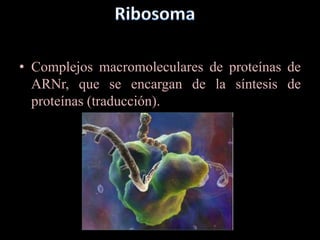 • Complejos macromoleculares de proteínas de
  ARNr, que se encargan de la síntesis de
  proteínas (traducción).
 