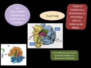 Las
subunidades
 ribosómicas         2 aa X seg
se forman en
   el núcleo

                             60s




               40s


                          Las moléculas que tienen
                            actividad catalítica se
                            denominan ribozimas
 