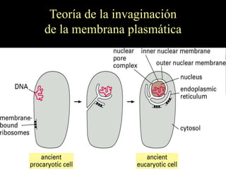 Teoría de la invaginación
de la membrana plasmática
 