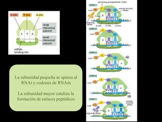 E P A




La subunidad pequeña se aparea al
   RNAt y codones de RNAm

  La subunidad mayor cataliza la
 formación de enlaces peptídicos
 