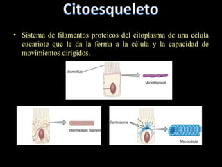 • Sistema de filamentos proteicos del citoplasma de una célula
  eucariote que le da la forma a la célula y la capacidad de
  movimientos dirigidos.
 