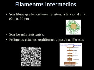 • Son fibras que le confieren resistencia tensional a la
  célula. 10 nm



• Son los más resistentes.
• Polímeros estables cordiformes , proteínas fibrosas
 
