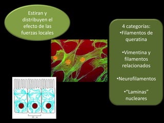 Estiran y
 distribuyen el
 efecto de las      4 categorías:
fuerzas locales    •Filamentos de
                      queratina

                    •Vimentina y
                     filamentos
                    relacionados

                  •Neurofilamentos

                    •“Laminas”
                     nucleares
 