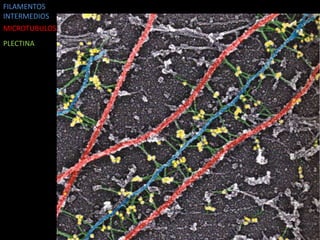 FILAMENTOS
INTERMEDIOS
MICROTUBULOS
PLECTINA
 