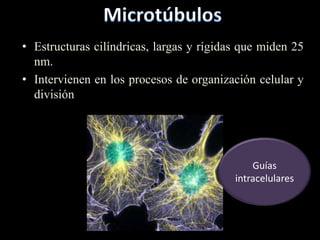 • Estructuras cilíndricas, largas y rígidas que miden 25
  nm.
• Intervienen en los procesos de organización celular y
  división




                                              Guías
                                          intracelulares
 