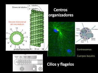 protofilamentos   Centrosomas

                  Cuerpos basales
 