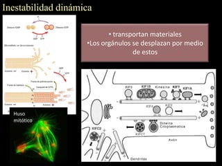 Inestabilidad dinámica

                           • transportan materiales
                    •Los orgánulos se desplazan por medio
                                   de estos




  Huso
  mitótico
 