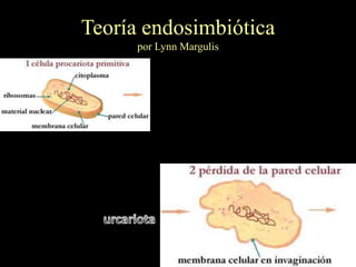 Teoría endosimbiótica
      por Lynn Margulis
 