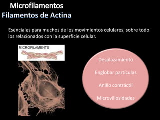 Esenciales para muchos de los movimientos celulares, sobre todo
los relacionados con la superficie celular.



                                        Desplazamiento

                                      Englobar partículas

                                        Anillo contráctil

                                       Microvillosidades
 