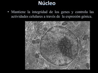 • Mantiene la integridad de los genes y controla las
  actividades celulares a través de la expresión génica.
 