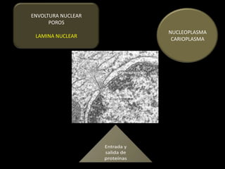 ENVOLTURA NUCLEAR
      POROS
                    NUCLEOPLASMA
 LAMINA NUCLEAR
                     CARIOPLASMA
 