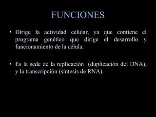 FUNCIONES
• Dirige la actividad celular, ya que contiene el
  programa genético que dirige el desarrollo y
  funcionamiento de la célula.

• Es la sede de la replicación (duplicación del DNA),
  y la transcripción (síntesis de RNA).
 