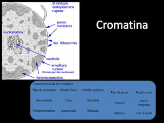 Características de la Cromatina
Tipo de cromatina    Estado físico   Cambio químico
                                                      Tipo de genes   Replicación

  Eucromatina            Laxa          Acetilada                         Fase S
                                                        Activos
                                                                       temprana
Heterocromatina      condensada         Metilada
                                                        Silentes      Fase S tardía
 