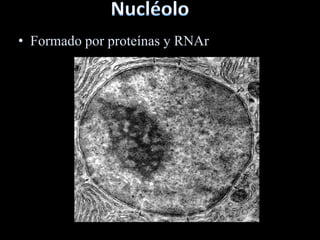 • Formado por proteínas y RNAr
 