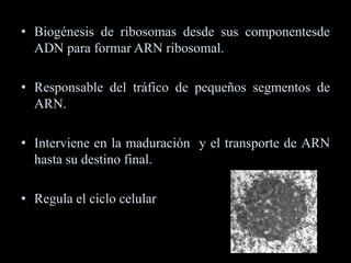 • Biogénesis de ribosomas desde sus componentesde
  ADN para formar ARN ribosomal.

• Responsable del tráfico de pequeños segmentos de
  ARN.

• Interviene en la maduración y el transporte de ARN
  hasta su destino final.

• Regula el ciclo celular
 