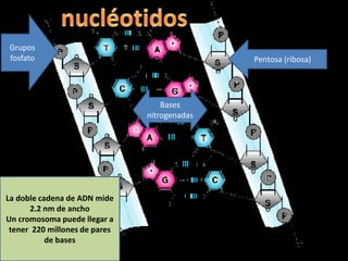 Grupos
fosfato                                       Pentosa (ribosa)




                                   Bases
                               nitrogenadas




La doble cadena de ADN mide
      2.2 nm de ancho
Un cromosoma puede llegar a
 tener 220 millones de pares
           de bases
 