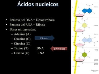 • Pentosa del DNA = Desoxirribosa
• Pentosa del RNA = Ribosa
• Bases nitrogenadas:
   – Adenina (A)
   – Guanina (G)        Púricas

   – Citosina (C)        PURICAS
   – Timina (T)       DNA        pirimídicas
   – Uracilo (U)      RNA
 