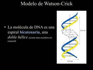 Modelo de Watson-Crick



• La molécula de DNA es una
  espiral bicatenaria, una
  doble hélice (como una escalera en
  caracol)
 