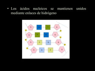 • Los ácidos nucleicos se mantienen unidos
  mediante enlaces de hidrógeno
 