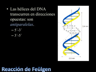 • Las hélices del DNA
  transcurren en direcciones
  opuestas: son
  antiparalelas.
  – 5´-3´
  – 3´-5´
 