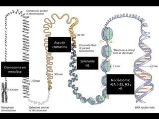 Asas de
               cromatina



                           Solenoide
                              H1
Cromosoma en
   metafase

                                        Nucleosoma:
                                       H2A, H2B, H3 y
                                             H4
 