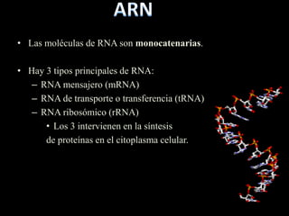 • Las moléculas de RNA son monocatenarias.

• Hay 3 tipos principales de RNA:
   – RNA mensajero (mRNA)
   – RNA de transporte o transferencia (tRNA)
   – RNA ribosómico (rRNA)
      • Los 3 intervienen en la síntesis
      de proteínas en el citoplasma celular.
 