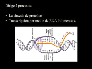 Dirige 2 procesos:

• La síntesis de proteínas
• Transcripción por medio de RNA Polimerasas.
 