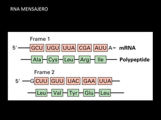 RNA MENSAJERO
 