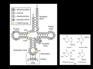 RNA DE TRANSFERENCIA
Longitud de 70 -80 aa
 