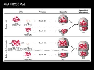 RNA RIBOSOMAL
 