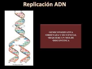•SEMICONSERVATIVA
•ORDENADA Y SECUENCIAL
  •REQUIERE UN MOLDE
      •DISCONTINUA
 