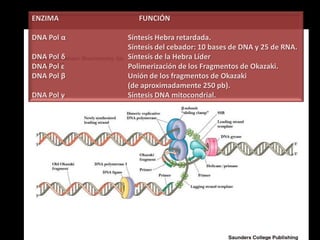 ENZIMA         FUNCIÓN

DNA Pol α   Síntesis Hebra retardada.
            Síntesis del cebador: 10 bases de DNA y 25 de RNA.
DNA Pol δ   Síntesis de la Hebra Líder
DNA Pol ε   Polimerización de los Fragmentos de Okazaki.
DNA Pol β   Unión de los fragmentos de Okazaki
            (de aproximadamente 250 pb).
DNA Pol γ   Síntesis DNA mitocondrial.
 