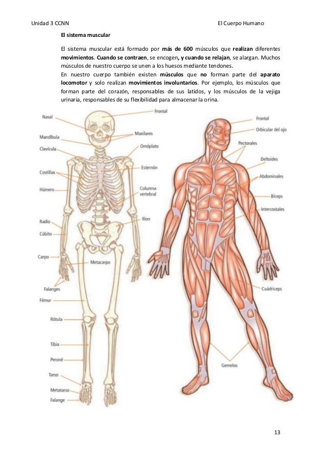Sistemas del Cuerpo Humano clasificaci n y funciones