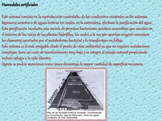 Humedales artificiales

Este sistema consiste en la reproducción controlada, de las condiciones existentes en los sistemas
lagunares someros o de aguas lenticas los cuales, en la naturaleza, efectúan la purificación del agua.
Esta purificación involucra una mezcla de procesos bacterianos aerobios-anaerobios que suceden en
el entorno de las raíces de las plantas hidrófilas, las cuales a la ves que aportan oxigeno consumen
los elementos aportados por el metabolismo bacterial y lo transforman en follaje.
Este sistema es el más amigable desde el punto de vista ambiental ya que no requiere instalaciones
complejas, tiene un costo de mantenimiento muy bajo y se integra al paisaje natural propiciando
incluso refugio a la vida silvestre.
Quizás se podría mencionar como única desventaja la mayor cantidad de superficie necesaria.
 