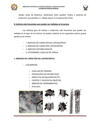 DIRECCION NACIONAL DE POLICIA JUDICIAL E INVESTIGACIONES
II CURSO DE POLICIA JUDICIAL

trabajo, áreas de desechos, utilizándose todos aquellos medios y sistemas de
protección, que permitan un trabajo seguro en la escena del crimen.
6. Indicios más frecuentes que pueden ser halladas en la escena

Los distintos tipos de indicios o evidencias más frecuentes que pueden ser
hallados en el lugar de los hechos, se pueden clasificar en los siguientes cuatros grupos
genéricos de indicios:
-

1. INDICIOS DE CARÁCTER NO LOFOSCÓPICO.

-

2. INDICIOS DE CARÁCTER LOFOSCÓPICO.

-

3. INDICIOS ENTOMOLÓGICOS.

-

4. OTOGRAMAS: HUELLAS DE OREJA.

1. INDICIOS DE CARÁCTER NO LOFOSCÓPICO.
-

LAS MARCAS:
o

HUELLAS DE PISADAS.

o

RODADURAS DE NEUMÁTICOS.

o

IMPACTOS DE BALA/PROYECTIL.

o

CORTES Y GOLPES EN OBJETOS.

o

MARCAS DE HERRAMIENTAS.

o

Ente otros.

- 17 -

 