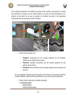 DIRECCION NACIONAL DE POLICIA JUDICIAL E INVESTIGACIONES
II CURSO DE POLICIA JUDICIAL

En los dibujos siguientes se muestran los poros de las crestas y el posado de un dedo
que permitirá la creación de una huella dactilar, así como el corte transversal de un
pedazo de ese dedo en el que se pueden ver también los poros y las glándulas
sudoríparas por las que fluye el sudor al exterior

-

Estos indicios pueden ser:
-

Digitales: producidos por las crestas papilares de las falanges
dístales de los dedos de las manos.

-

Palmares: aquellas producidas por las crestas papilares de las
palmas de las manos.

-

Plantares: las producidas por las crestas papilares de las plantas de
los pies.

En una inspección técnico-ocular del lugar de los hechos es frecuente encontrar
huellas dactilares, algo frecuente las palmares y muy raras veces las plantares.
-

Estos indicios, además, se pueden presentar:
-A. De forma visible:
- MODELADAS.
- POR SUSTRACCIÓN.

- 24 -

 