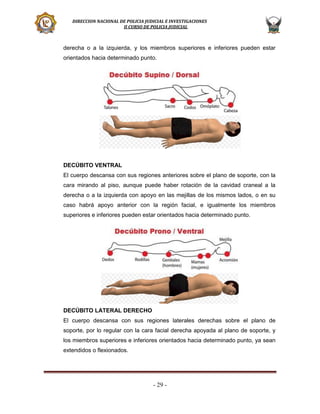 DIRECCION NACIONAL DE POLICIA JUDICIAL E INVESTIGACIONES
II CURSO DE POLICIA JUDICIAL

derecha o a la izquierda, y los miembros superiores e inferiores pueden estar
orientados hacia determinado punto.

DECÚBITO VENTRAL
El cuerpo descansa con sus regiones anteriores sobre el plano de soporte, con la
cara mirando al piso, aunque puede haber rotación de la cavidad craneal a la
derecha o a la izquierda con apoyo en las mejillas de los mismos lados, o en su
caso habrá apoyo anterior con la región facial, e igualmente los miembros
superiores e inferiores pueden estar orientados hacia determinado punto.

DECÚBITO LATERAL DERECHO
El cuerpo descansa con sus regiones laterales derechas sobre el plano de
soporte, por lo regular con la cara facial derecha apoyada al plano de soporte, y
los miembros superiores e inferiores orientados hacia determinado punto, ya sean
extendidos o flexionados.

- 29 -

 