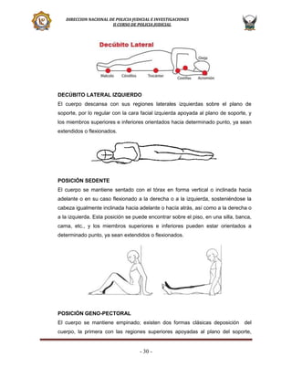 DIRECCION NACIONAL DE POLICIA JUDICIAL E INVESTIGACIONES
II CURSO DE POLICIA JUDICIAL

DECÚBITO LATERAL IZQUIERDO
El cuerpo descansa con sus regiones laterales izquierdas sobre el plano de
soporte, por lo regular con la cara facial izquierda apoyada al plano de soporte, y
los miembros superiores e inferiores orientados hacia determinado punto, ya sean
extendidos o flexionados.

POSICIÓN SEDENTE
El cuerpo se mantiene sentado con el tórax en forma vertical o inclinada hacia
adelante o en su caso flexionado a la derecha o a la izquierda, sosteniéndose la
cabeza igualmente inclinada hacia adelante o hacía atrás, así como a la derecha o
a la izquierda. Esta posición se puede encontrar sobre el piso, en una silla, banca,
cama, etc., y los miembros superiores e inferiores pueden estar orientados a
determinado punto, ya sean extendidos o flexionados.

POSICIÓN GENO-PECTORAL
El cuerpo se mantiene empinado; existen dos formas clásicas deposición

del

cuerpo, la primera con las regiones superiores apoyadas al plano del soporte,

- 30 -

 