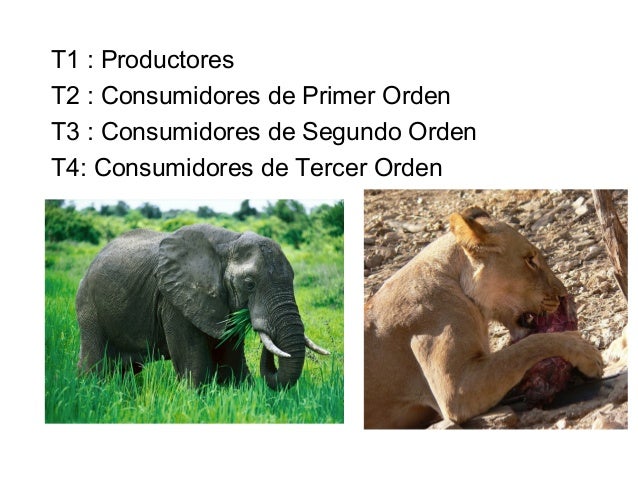 ecologia