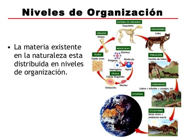 ecologia