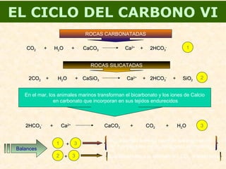EL CICLO DEL CARBONO VI
ROCAS CARBONATADAS
COCO22 + HH22OO + CaCOCaCO33 CaCa2+2+
+ 2HCO2HCO33
-- 1
ROCAS SILICATADAS
2CO2CO22 + HH22OO CaSiOCaSiO33+ 2HCO2HCO33
--
CaCa2+2+
+ + SiOSiO22
2
En el mar, los animales marinos transforman el bicarbonato y los iones de Calcio
en carbonato que incorporan en sus tejidos endurecidos
2HCO2HCO33
--
+ CaCa2+2+
CaCOCaCO33 + COCO22 + HH22OO 3
Balances
1 + 3
El carbonato formará parte de los sedimentos
No hay pérdidas netas del dióxido atmosférico
2 + 3 Sólo devuelven a la atmósfera 1 CO2  sumideros
 
