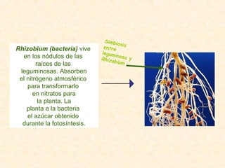 Simbiosisentre
leguminosa yRhizobium
Rhizobium (bacteria) vive
en los nódulos de las
raíces de las
leguminosas. Absorben
el nitrógeno atmosférico
para transformarlo
en nitratos para
la planta. La
planta a la bacteria
el azúcar obtenido
durante la fotosíntesis.
 