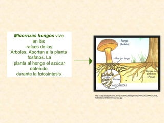 Micorrizas hongos vive
en las
raíces de los
Árboles. Aportan a la planta
fosfatos. La
planta al hongo el azúcar
obtenido
durante la fotosíntesis.
http://2.bp.blogspot.com/_RYqu7DyUOuM/SagiKyeQuNI/AAAAAAAAACM/jk_
KdkkGfQw/S1600-R/micorriza.jpg
 