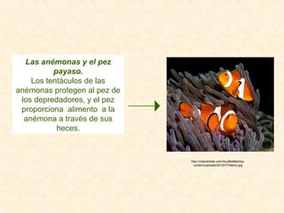 Las anémonas y el pez
payaso.
Los tentáculos de las
anémonas protegen al pez de
los depredadores, y el pez
proporciona alimento a la
anémona a través de sus
heces.
http://ciberdroide.com/AcuBioMed/wp-
content/uploads/2012/01/Nemo.jpg
 